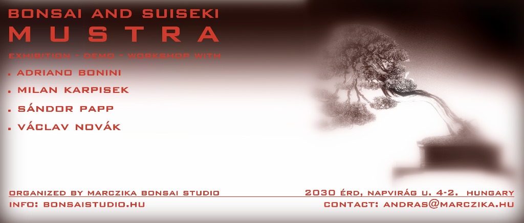 bonsai and suiseki mustra, bonsai exhibition, suiseki exhibition, mustra, marczika, bonsai studio, bonsai demo, bonsai workshop, erd, hungary, pinus bonsai, bonsai demo, workshop fenyo bonsai es suiseki mustra bonsai es suiseki kiallitas az erdi varosi galeriaban hungary marczika bonsai studio